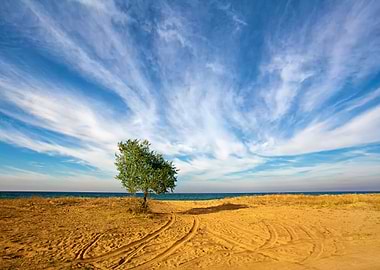 Alone Tree At The Seashore