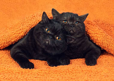 Two Brown Kittens Lying To