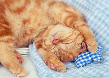 Sleeping Red Kitten