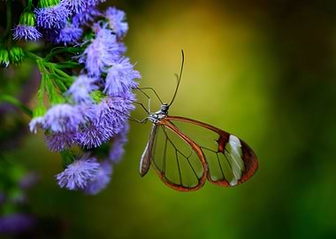 Nero Glasswing Greta Nero