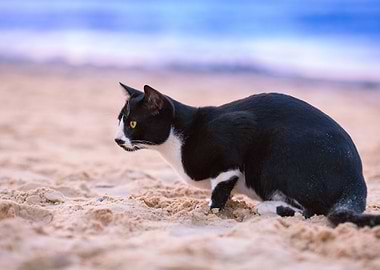 Cat Sitting On The Beach