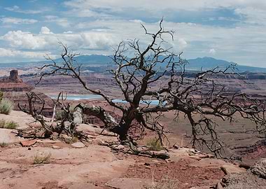 Dead Tree Over Utah