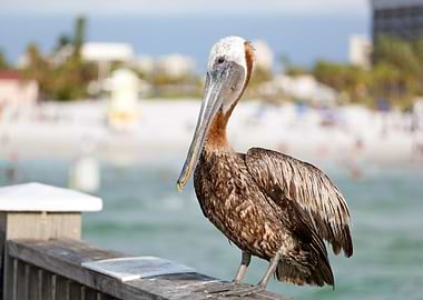 Clearwater Beach Florida P