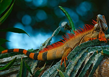 Green Iguana Iguana Iguana