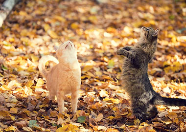 Two Begging Cats Walking O