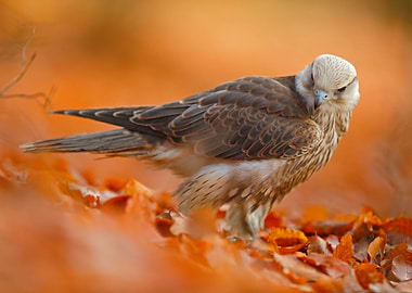 Lanner Falcon Rare Bird Of