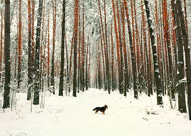 A Dog On A Footpath In Win