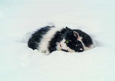 Cat In Snow