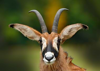 Roan Antelope Hippotragus