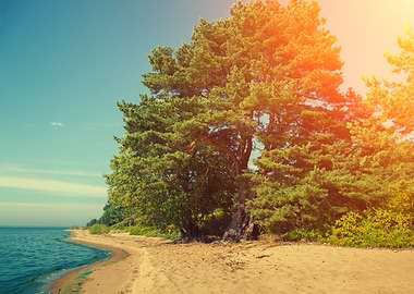 Pine Forest On The Beach