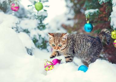 Cat On Snow With Christmas