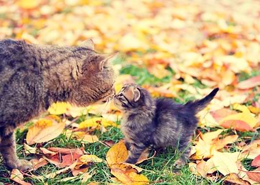 Cat Mother And Her Little