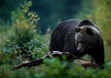 Big Female Brown Bear Feed