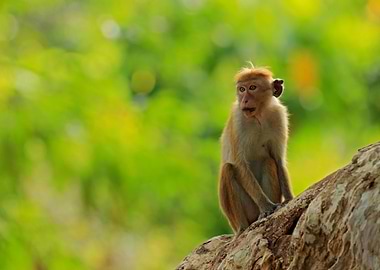 Toque Macaque Macaca Sinic