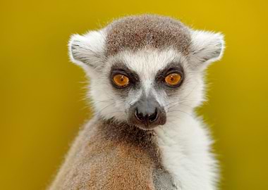 Detail Portrait Of Cute Mo