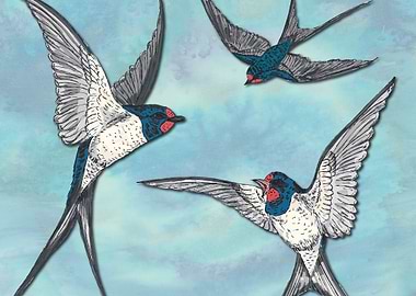 Summer Swallows