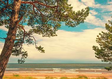 Pine Trees On The Beach