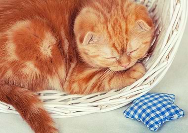Cute Kitten Sleeping In Th
