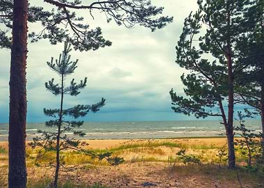 Pine Trees On The Beach