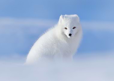 White Polar Fox In Habitat