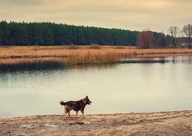 Dog Walking On The River B