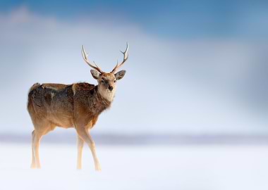 Hokkaido Sika Deer Cervus