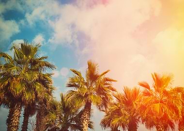 Tropic Palm Trees Against