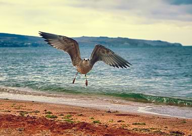 Seagull Flying Over The Co