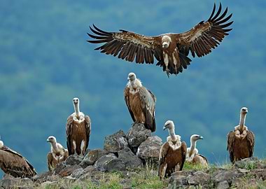 Griffon Vulture Gyps Fulvu