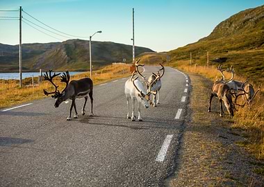 Deer Walking Along The Roa