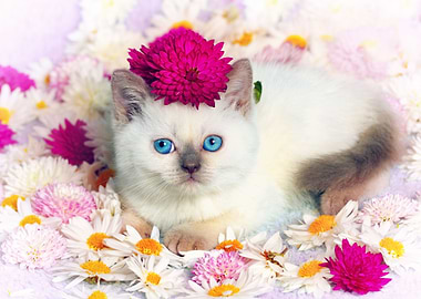 Cute Siamese Kitten Relaxi