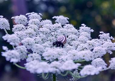 Snail lies on a flower