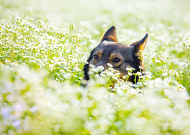 Dog Hiding In The Flower M