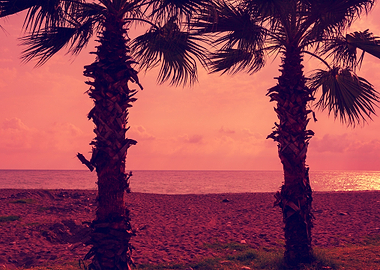 Silhouette Of Palm Trees O