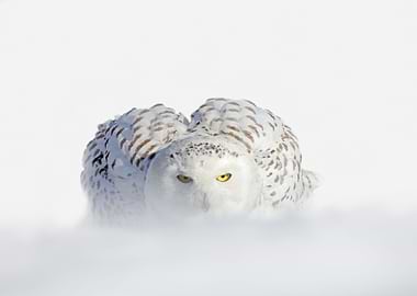 Snowy Owl Nyctea Scandiaca
