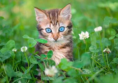 Little Kitten Sitting On T