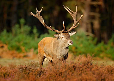 Red Deer Rutting Season Ho