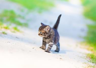 Little Kitten On The Sandy