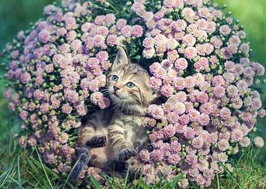 Cute Kitten Relaxing In Fl