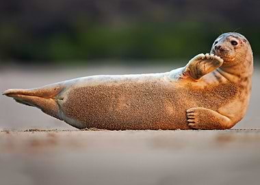 Seal On The White Beach An