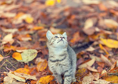 Portrait Of Little Kitten