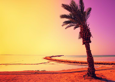 Dead Sea Shore With Palm T