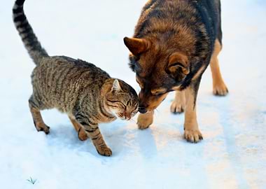 Cat And Dog Playing In Sno