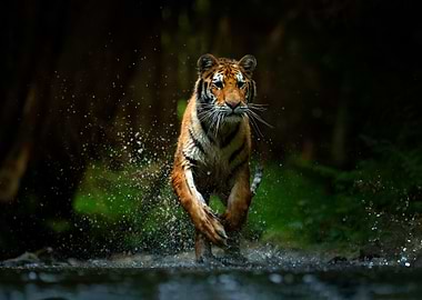 Tiger Running In The Water