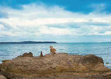 Dog On The Rocky Beach In