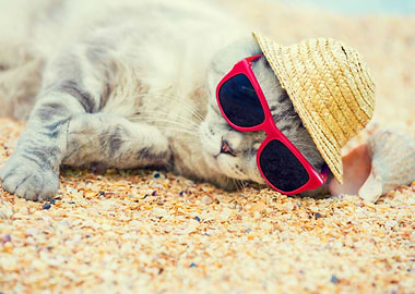 Cat Wearing Sunglasses And