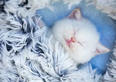Sleeping Cute Little Kitte
