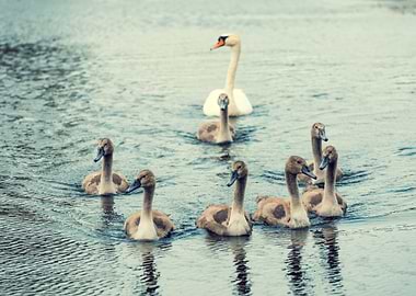 Family Of Swans Swimming O