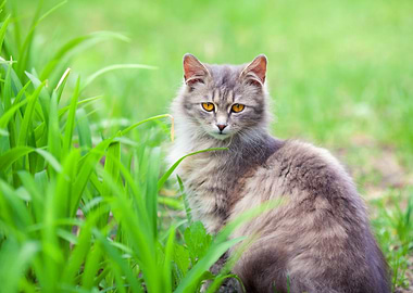 Gray Siberian Cat In The G