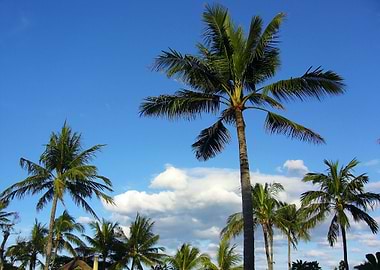Coconut Tree